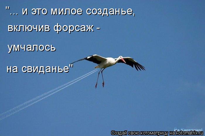 Котоматрица: "... и это милое созданье,  включив форсаж -  умчалось на свиданье"