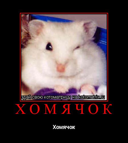 Котоматрица: Хомячок Хомячок