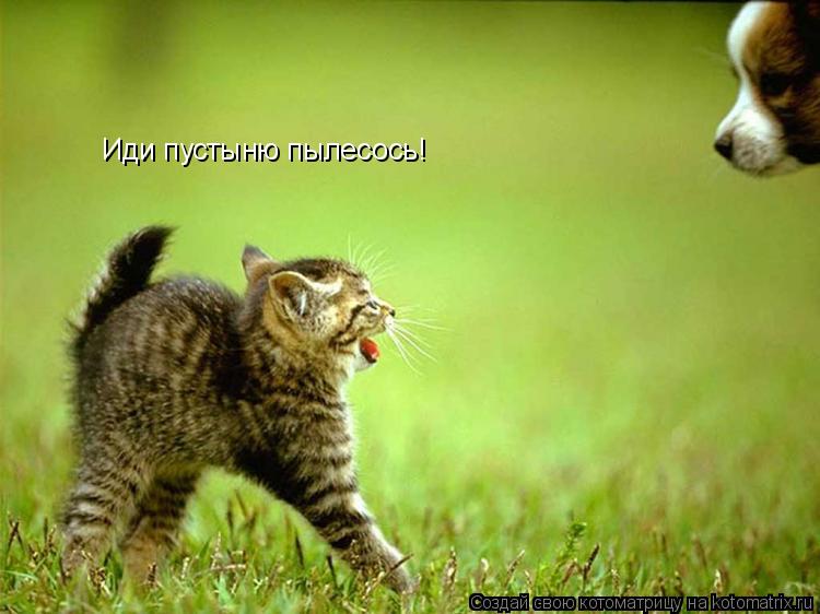 Котоматрица: Иди пустыню пылесось!