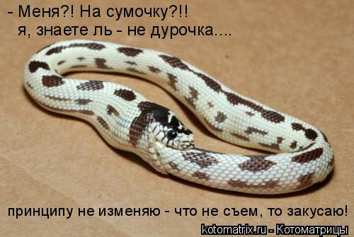 Котоматрица: - Меня?! На сумочку?!! принципу не изменяю - что не съем, то закусаю! я, знаете ль - не дурочка....