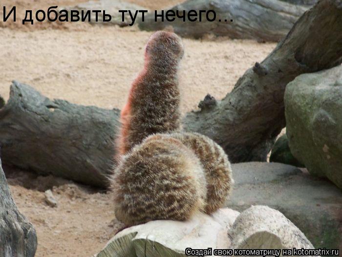 Котоматрица: И добавить тут нечего...