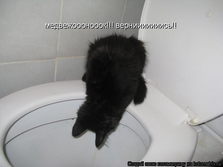 Котоматрица: медвежооонооок!!! вернииииииись!!