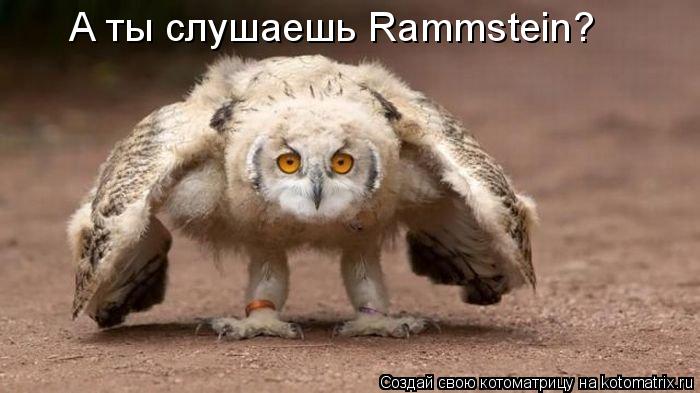 Котоматрица: А ты слушаешь Rammstein?