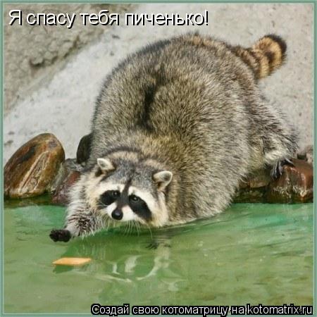 Я спасу тебя пиченько!... Котоматрица: Я спасу тебя пиченько!