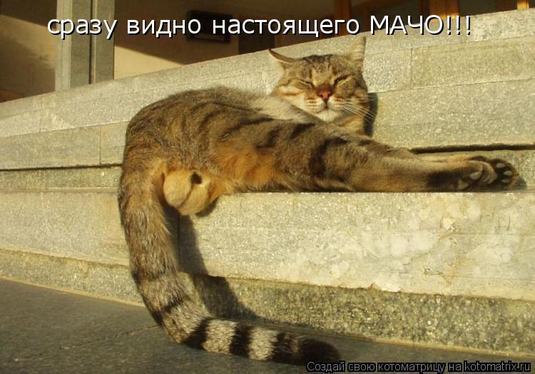 сразу видно настоящего МАЧО!!!... Котоматрица: сразу видно настоящего МАЧО!!!
