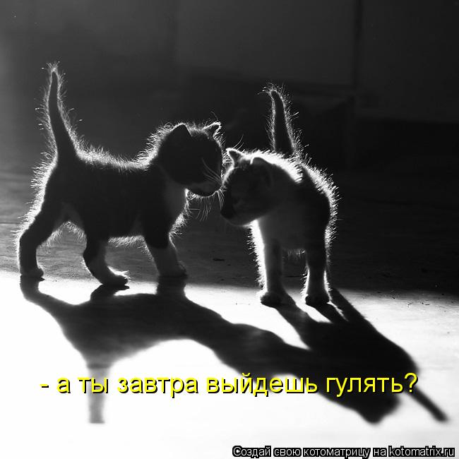 - а ты завтра выйдешь гулять?... Котоматрица: - а ты завтра выйдешь гулять?