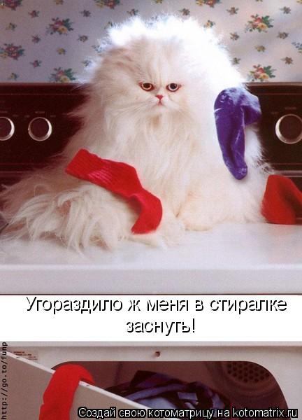 Угораздило ж меня в стиралке заснуть!... Котоматрица: Угораздило ж меня в стиралке заснуть!