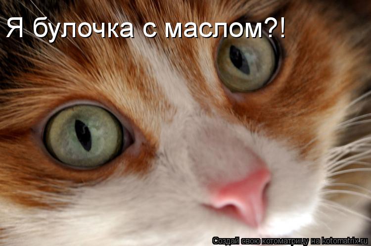 Я булочка с маслом?!... Котоматрица: Я булочка с маслом?!