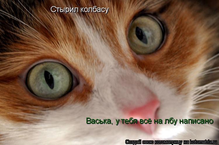 Стырил колбасу Васька, у тебя всё на лбу написано... Котоматрица: Стырил колбасу Васька, у тебя всё на лбу написано
