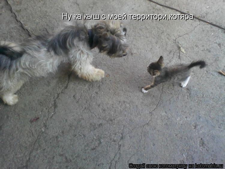 Ну ка кыш с моей территори,котяра... Котоматрица: Ну ка кыш с моей территори,котяра