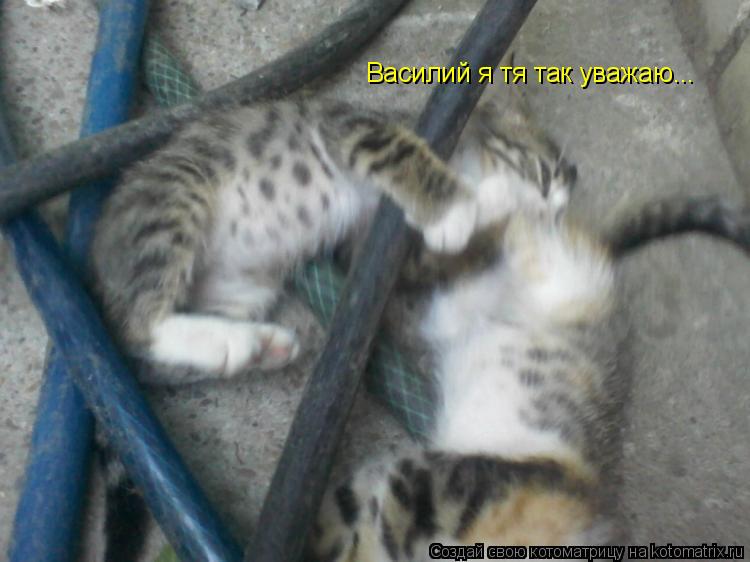 Василий я тя так уважаю...... Котоматрица: Василий я тя так уважаю...