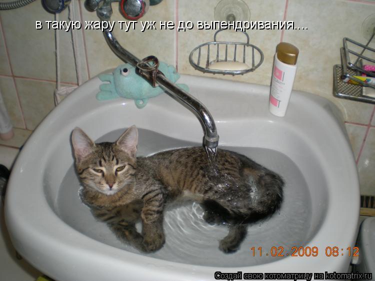 в такую жару тут уж не до выпендривания....... Котоматрица: в такую жару тут уж не до выпендривания....