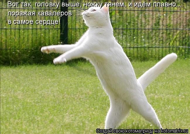 Вот так, головку выше, ножку тянем, и идём плавно... поражая кавалеров в самое сердце!... Котоматрица: Вот так, головку выше, ножку тянем, и идём плавно... поражая кавалеров в самое сердце!