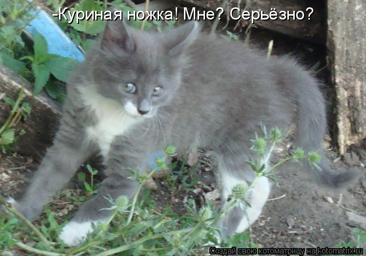 -Куриная ножка! Мне? Серьёзно?... Котоматрица: -Куриная ножка! Мне? Серьёзно?