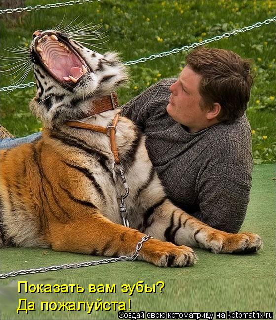 Показать вам зубы? Да пожалуйста!... Котоматрица: Показать вам зубы? Да пожалуйста!