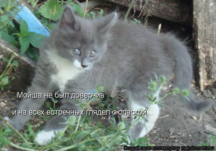 Мойша не был доверчив и на всех встречных глядел с опаской...... Котоматрица: Мойша не был доверчив и на всех встречных глядел с опаской...
