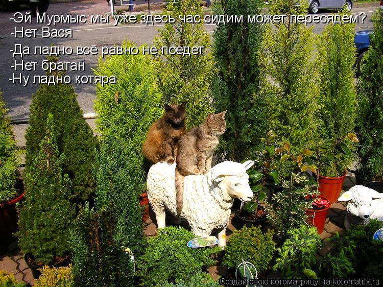 -Эй Мурмыс мы уже здесь час сидим может пересядем? -Нет Вася -Да ладно всё равно не поедет -Нет брата... Котоматрица: -Эй Мурмыс мы уже здесь час сидим может пересядем? -Нет Вася -Да ладно всё равно не поедет -Нет братан -Ну ладно котяра