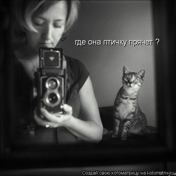 где она птичку прячет ?... Котоматрица: где она птичку прячет ?