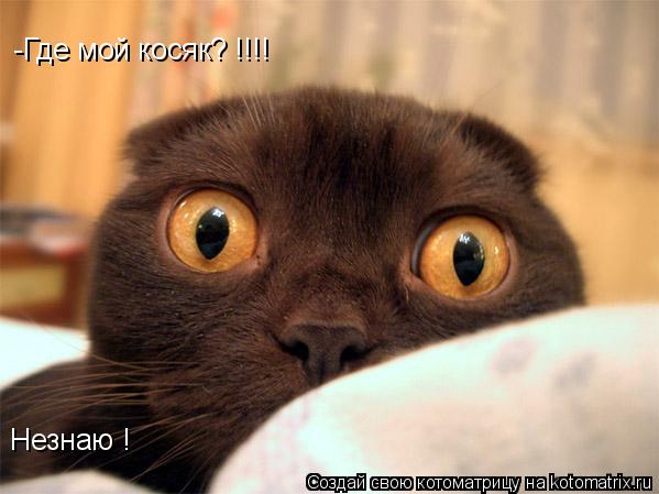 -Где мой косяк? !!!! Незнаю !... Котоматрица: -Где мой косяк? !!!! Незнаю !