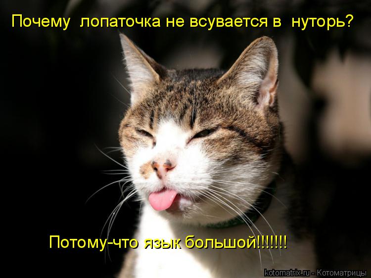 Почему лопаточка не всувается в нуторь? Потому-что язык большой!!!!!!!... Котоматрица: Почему лопаточка не всувается в нуторь? Потому-что язык большой!!!!!!!