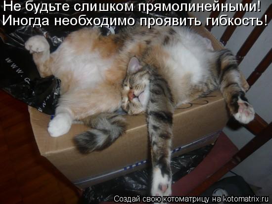 Котоматрица: Не будьте слишком прямолинейными!  Иногда необходимо проявить гибкость!
