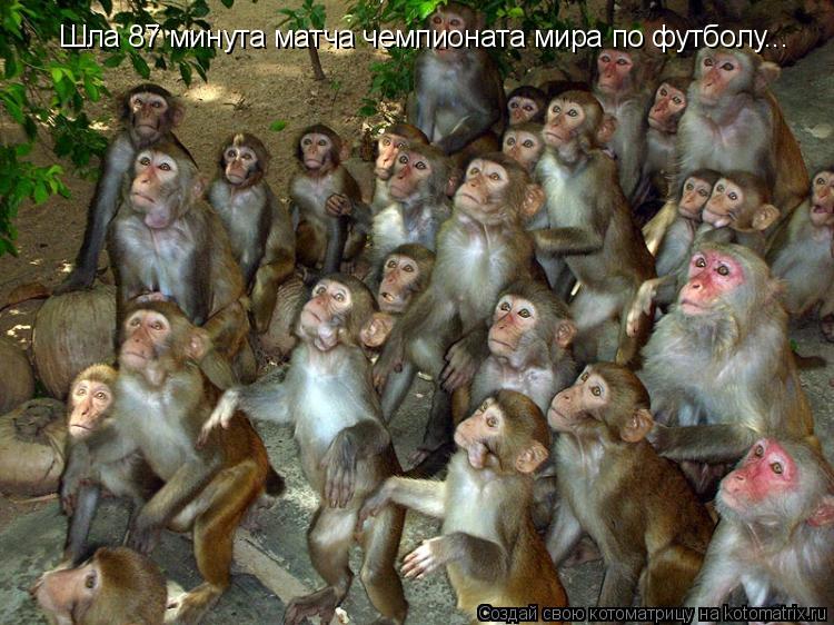 Шла 87 минута матча чемпионата мира по футболу...... Котоматрица: Шла 87 минута матча чемпионата мира по футболу...