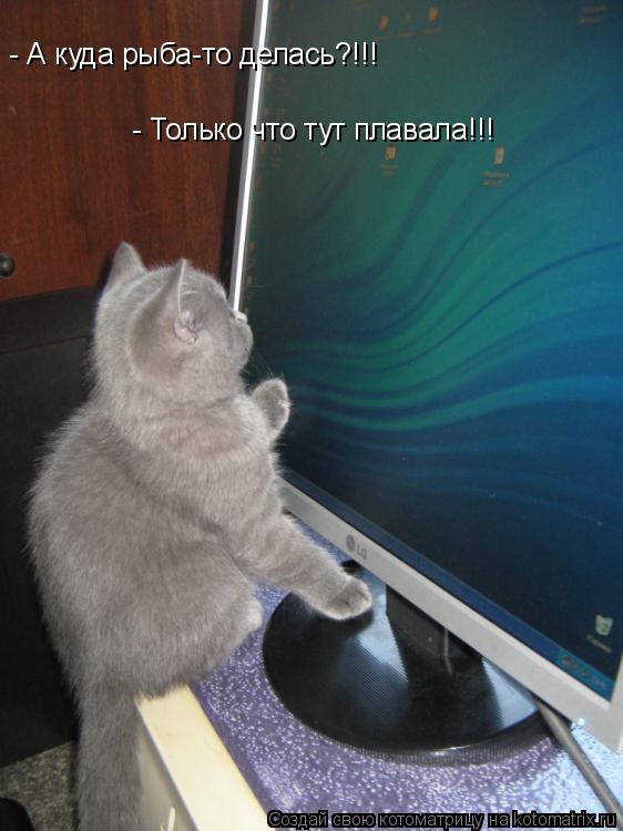 - А куда рыба-то делась?!!! - Только что тут плавала!!!... Котоматрица: - А куда рыба-то делась?!!! - Только что тут плавала!!!