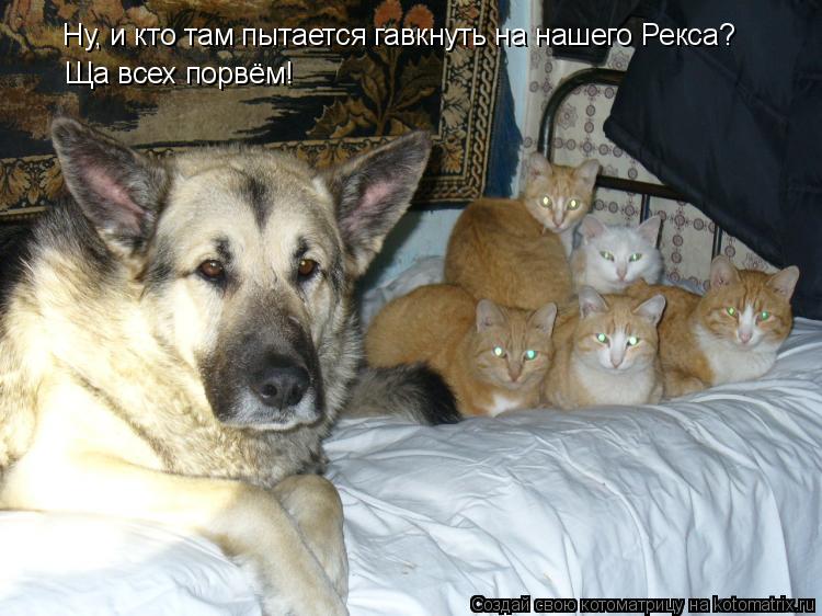 Ну, и кто там пытается гавкнуть на нашего Рекса? Ну, и кто там пытается гавкнуть на нашего Рекса? Ща ... Котоматрица: Ну, и кто там пытается гавкнуть на нашего Рекса? Ну, и кто там пытается гавкнуть на нашего Рекса? Ща всех порвём!