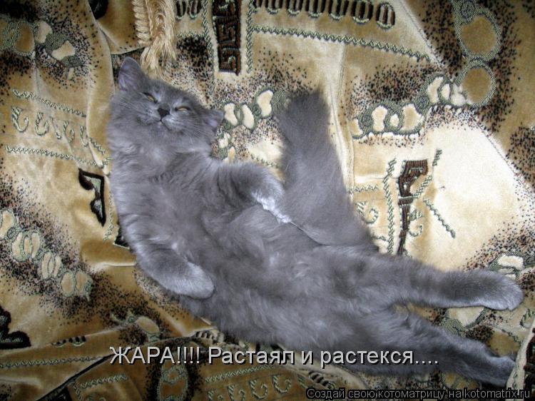 ЖАРА!!!! Растаял и растекся....... Котоматрица: ЖАРА!!!! Растаял и растекся....