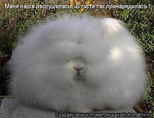 Маня наша распушилась . В гости так принарядилась !... Котоматрица: Маня наша распушилась . В гости так принарядилась !