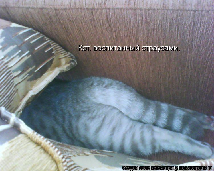 Кот, воспитанный страусами.... Котоматрица: Кот, воспитанный страусами.