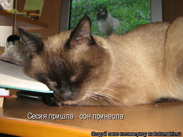 Сесия пришла - сон принесла... Котоматрица: Сесия пришла - сон принесла