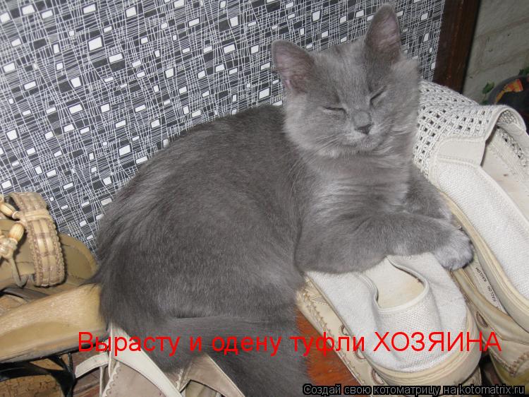 Вырасту и одену туфли ХОЗЯИНА... Котоматрица: Вырасту и одену туфли ХОЗЯИНА