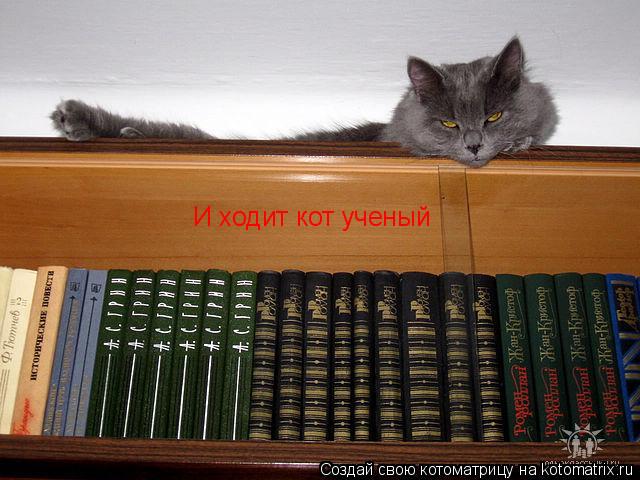 И ходит кот ученый... Котоматрица: И ходит кот ученый