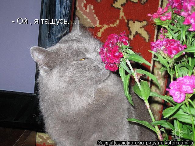- Ой , я тащусь....... Котоматрица: - Ой , я тащусь....