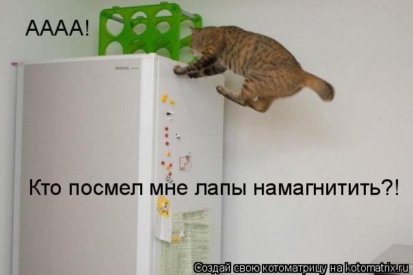 АААА! Кто посмел мне лапы намагнитить?!... Котоматрица: АААА! Кто посмел мне лапы намагнитить?!