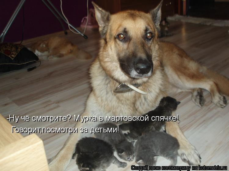 -Ну чё смотрите? Мурка в мартовской спячке! Говорит,посмотри за детьми!... Котоматрица: -Ну чё смотрите? Мурка в мартовской спячке! Говорит,посмотри за детьми!