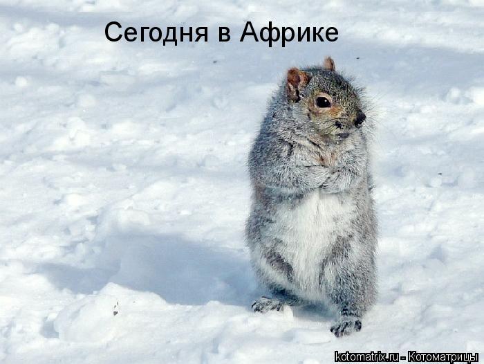 Сегодня в Африке... Котоматрица: Сегодня в Африке