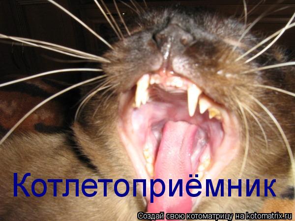 Котлетоприёмник... Котоматрица: Котлетоприёмник