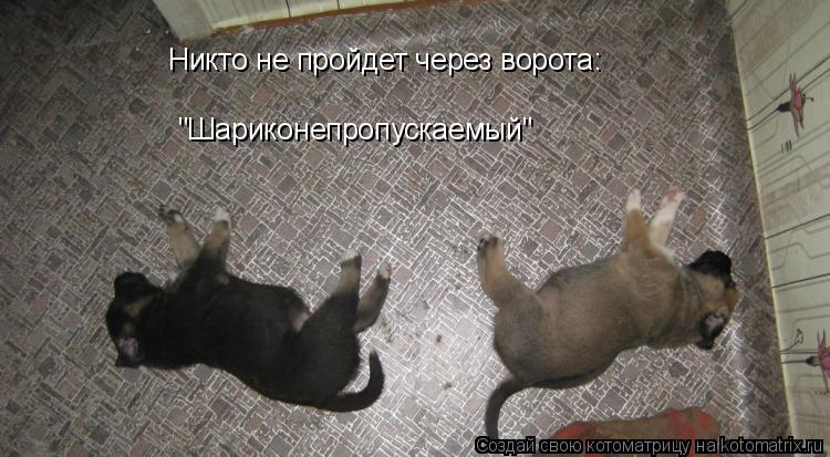 Никто не пройдет через ворота: "Шариконепропускаемый"... Котоматрица: Никто не пройдет через ворота: "Шариконепропускаемый"