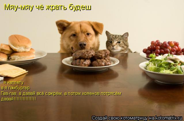 Мяу-мяу чё жрать будеш я катлету а я гамбургер Гав-гав, а давай всё сожрём, а потом хояенов потрясём ... Котоматрица: Мяу-мяу чё жрать будеш я катлету а я гамбургер Гав-гав, а давай всё сожрём, а потом хояенов потрясём давай!!!!!!!!!!!!!!!
