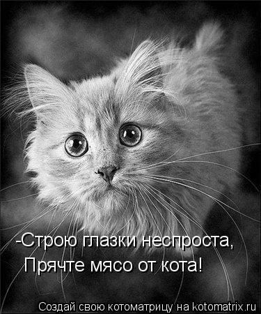 -Строю глазки неспроста, Прячте мясо от кота!... Котоматрица: -Строю глазки неспроста, Прячте мясо от кота!