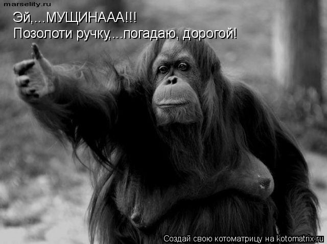 Эй,...МУЩИНААА!!! Позолоти ручку,...погадаю, дорогой!... Котоматрица: Эй,...МУЩИНААА!!! Позолоти ручку,...погадаю, дорогой!