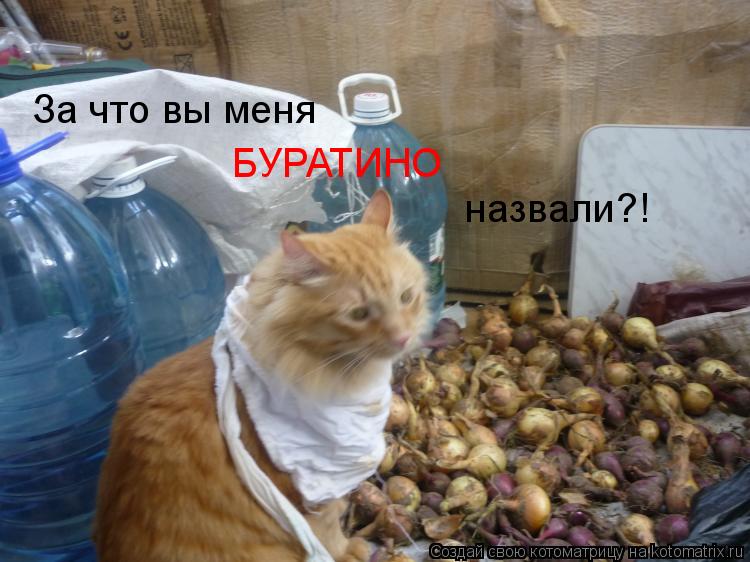 За что вы меня БУРАТИНО назвали?!... Котоматрица: За что вы меня БУРАТИНО назвали?!