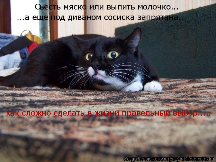 Сьесть мяско или выпить молочко... ...а еще под диваном сосиска запрятана... как сложно сделать в жиз... Котоматрица: Сьесть мяско или выпить молочко... ...а еще под диваном сосиска запрятана... как сложно сделать в жизни правельный выбор.....