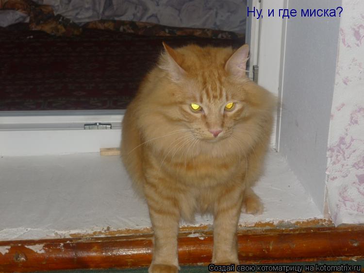 Ну, и где миска?... Котоматрица: Ну, и где миска?
