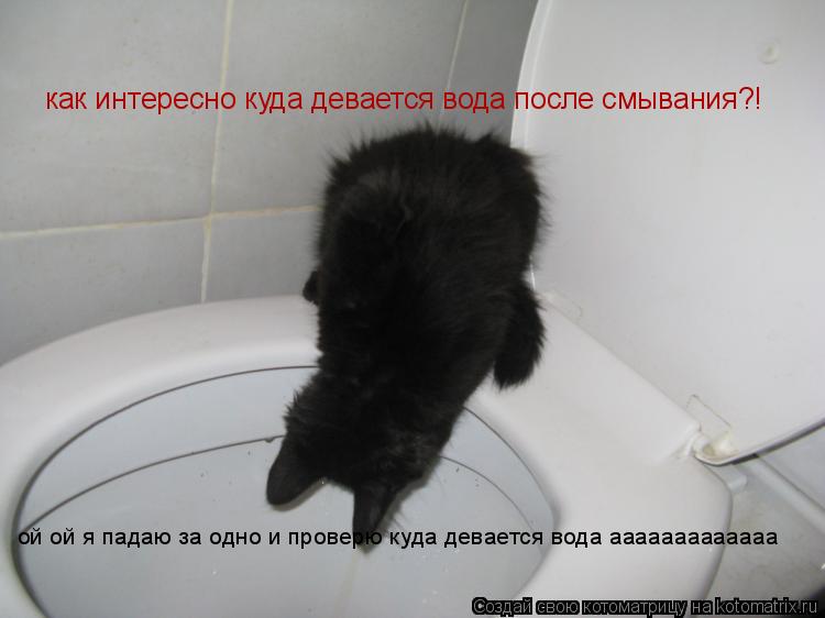 как интересно куда девается вода после смывания?! ой ой я падаю за одно и проверю куда девается вода ... Котоматрица: как интересно куда девается вода после смывания?! ой ой я падаю за одно и проверю куда девается вода ааааааааааааа