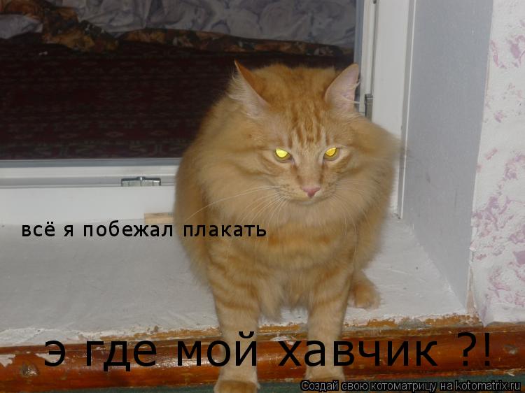 всё я побежал плакать всё я побежал плакать э где мой хавчик ?!... Котоматрица: всё я побежал плакать всё я побежал плакать э где мой хавчик ?!