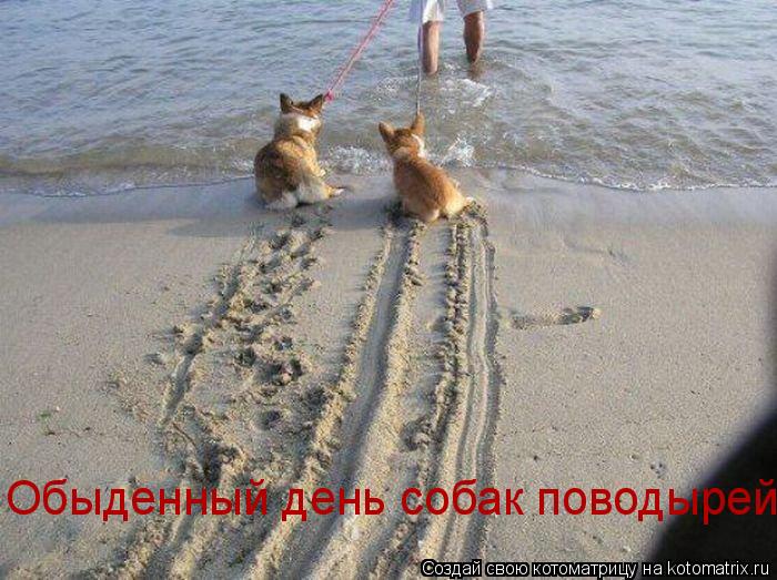 Обыденный день собак поводырей... Котоматрица: Обыденный день собак поводырей