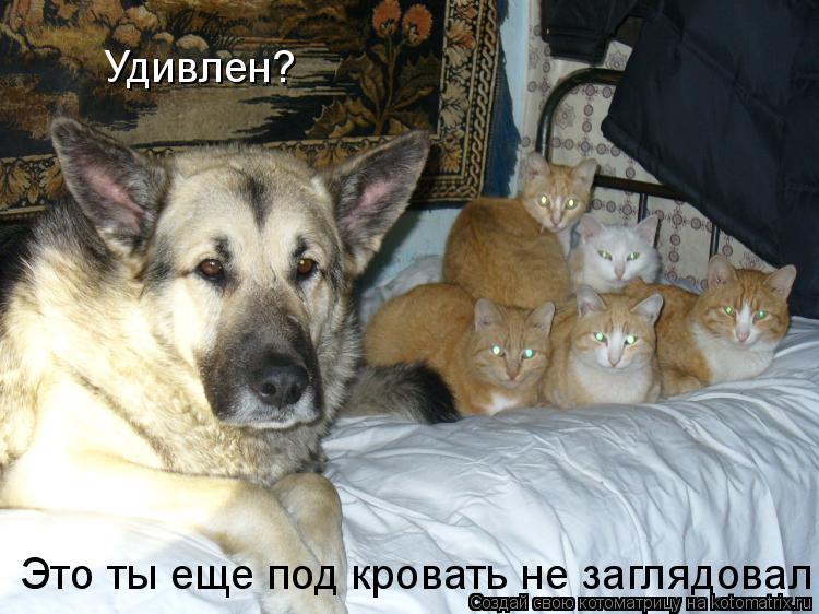 Это ты еще под кровать не заглядовал Удивлен?... Котоматрица: Это ты еще под кровать не заглядовал Удивлен?